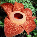Flores inusuales - rafflesia