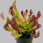 Flores inusuales - sarracenia