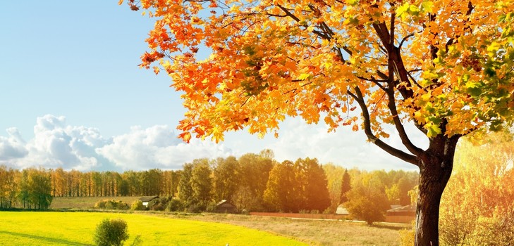 Canciones sobre el otoño para la escuela primaria, jardín de infantes y adolescentes