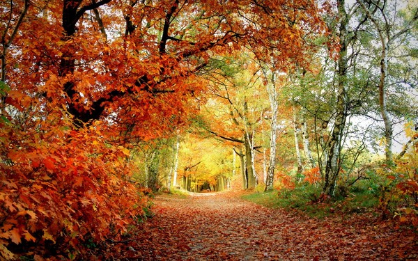 Canciones sobre el otoño para la escuela primaria, jardín de infantes y adolescentes