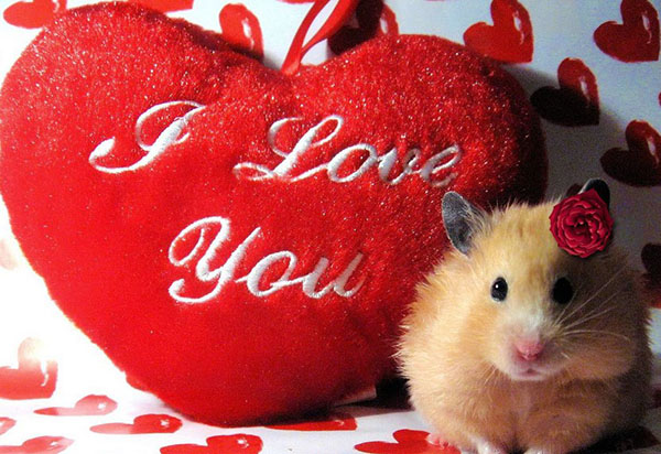 Felicitaciones por el Día de San Valentín