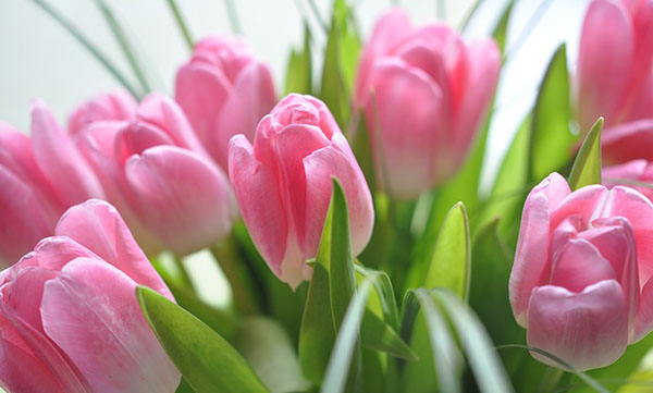 Hermosos deseos para el 8 de marzo a las mujeres