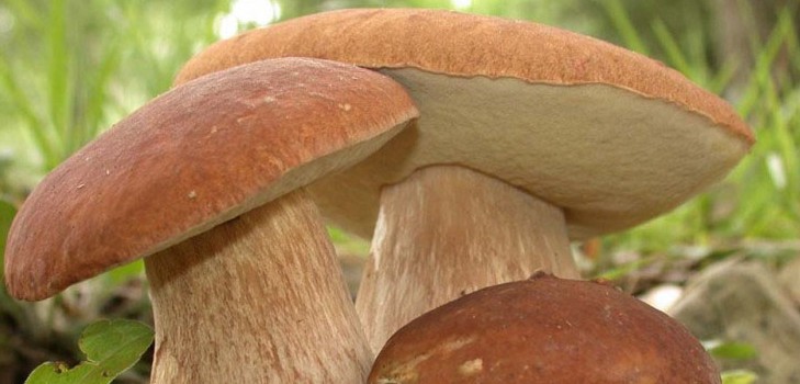 Hongos comestibles: clasificación y precauciones