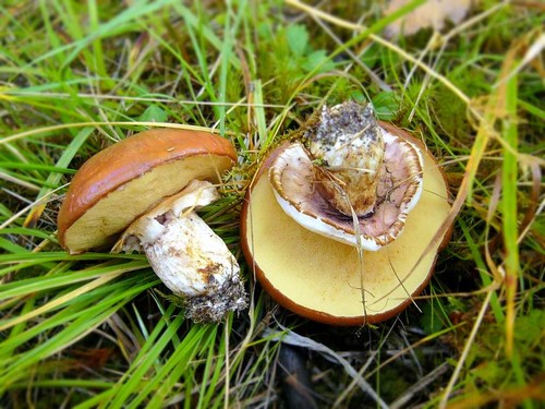 Hongos comestibles: clasificación y precauciones