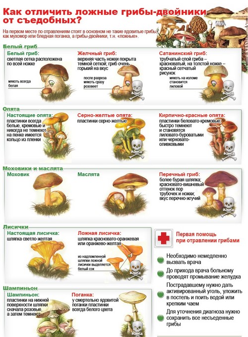 Hongos comestibles: clasificación y precauciones