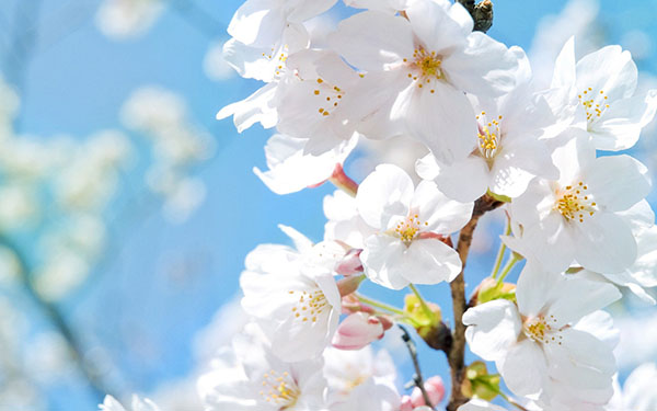 Composición sobre el tema de la primavera