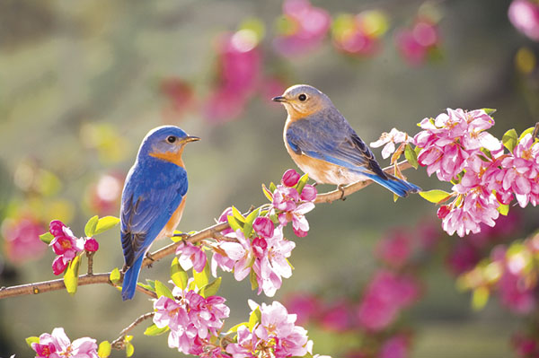 Composición sobre el tema de la primavera