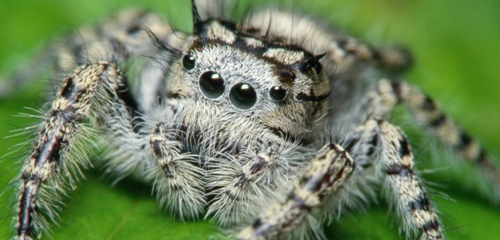 gran araña