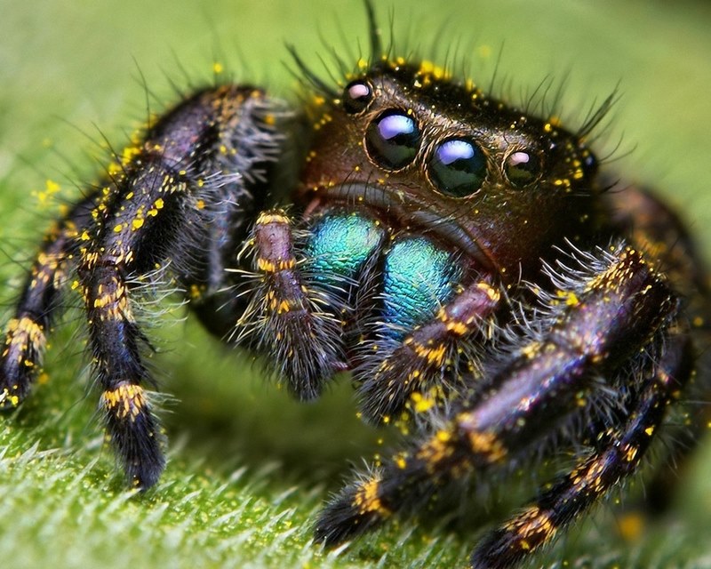 araña de ojos saltones