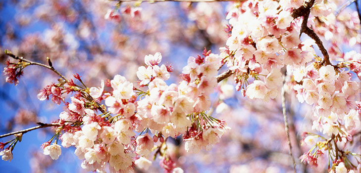 Poemas sobre la primavera de los poetas rusos