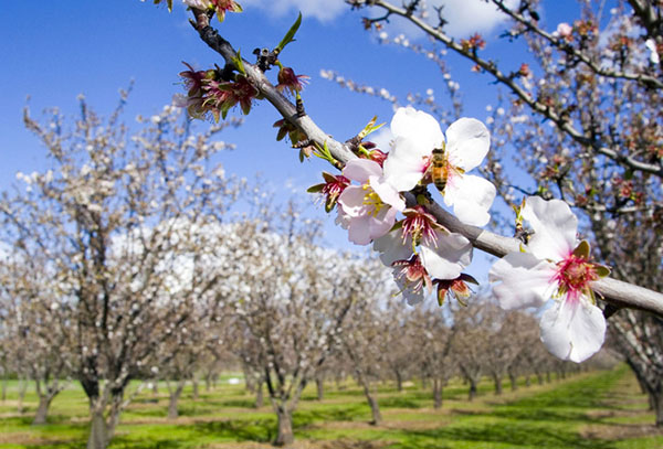 Poemas sobre la primavera de los poetas rusos
