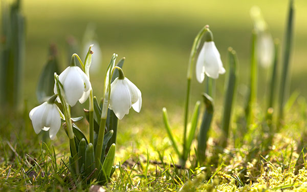 Poemas sobre la primavera de los poetas rusos