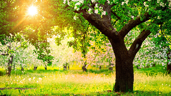 Poemas sobre la primavera de los poetas rusos