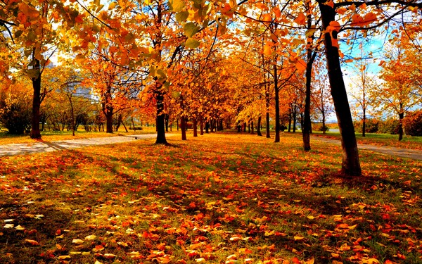 Poemas cortos y hermosos sobre el otoño para los niños en el jardín de infantes y la escuela