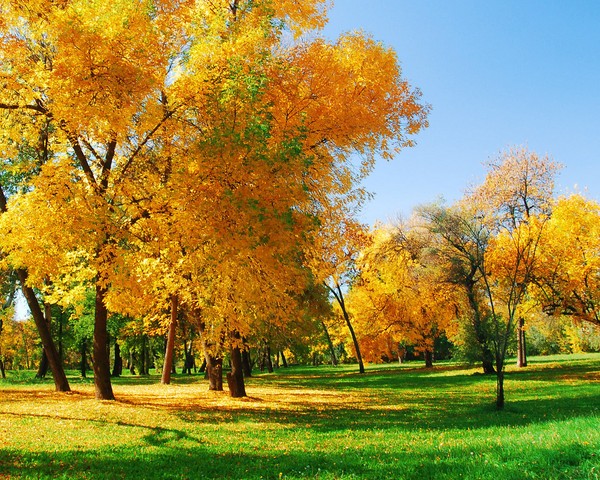 Poemas cortos y hermosos sobre el otoño para los niños en el jardín de infantes y la escuela
