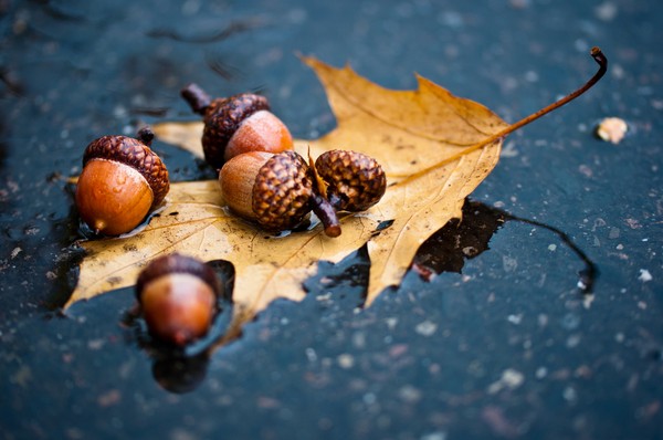 Poemas cortos y hermosos sobre el otoño para los niños en el jardín de infantes y la escuela