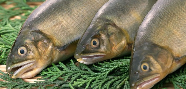 un montón de peces