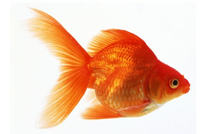 pez de colores