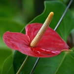 Cuidado de Anthurium en casa: ¿y si el Anthurium se vuelve amarillo?