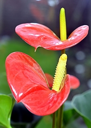 Cuidado de Anthurium en casa: ¿y si el Anthurium se vuelve amarillo?