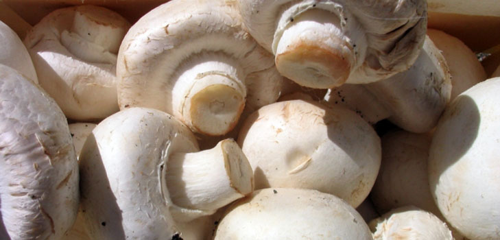 Cultivo de champiñones en el hogar