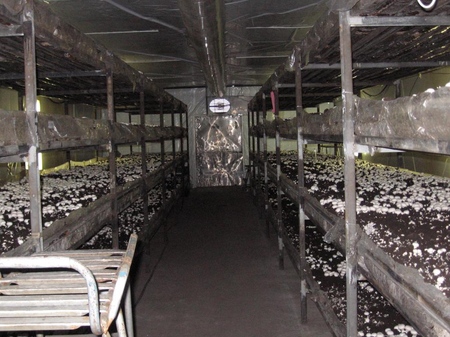 Cultivo de champiñones en el hogar