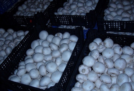 Cultivo de champiñones en el hogar