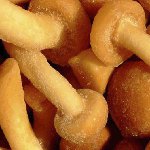 Agáricos de miel congelados para el invierno