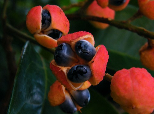 frutos de guaraná