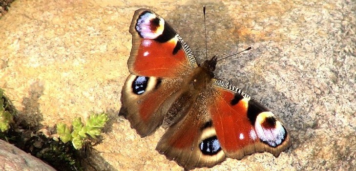¿Qué es una naturaleza viva e inanimada?
