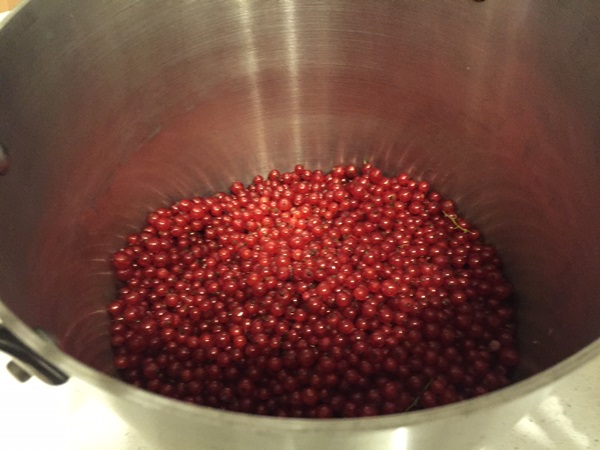 Mermelada de grosella roja - recetas para el invierno
