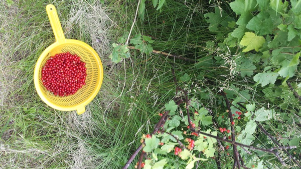 Mermelada de grosella roja - recetas para el invierno