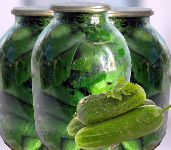 Pepinos crujientes para el invierno - en escabeche, sin vinagre, sin esterilización. Las mejores recetas simples con fotos de pepinos crujientes en latas con vodka Pepinos crujientes para el invierno - en escabeche, sin vinagre, sin esterilización. Las mejores recetas simples con fotos de pepinos crujientes en latas con vodka