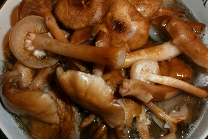 Cómo preservar los agáricos de miel para el invierno - Preservación de preservación fotográfica