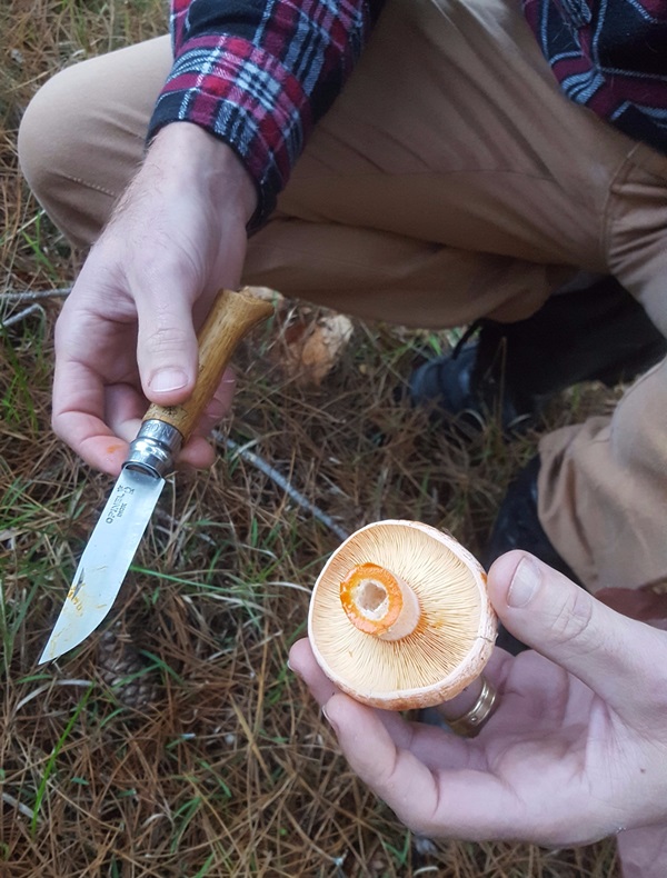Cómo saltear setas