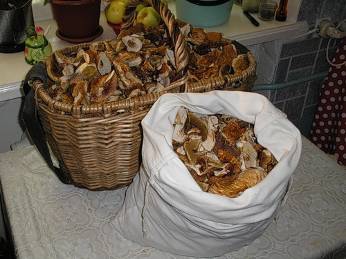 Cómo secar setas en el hogar