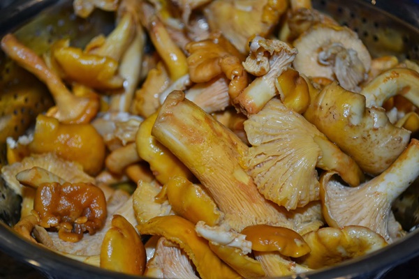 Cómo cocinar rebozuelos en una sartén