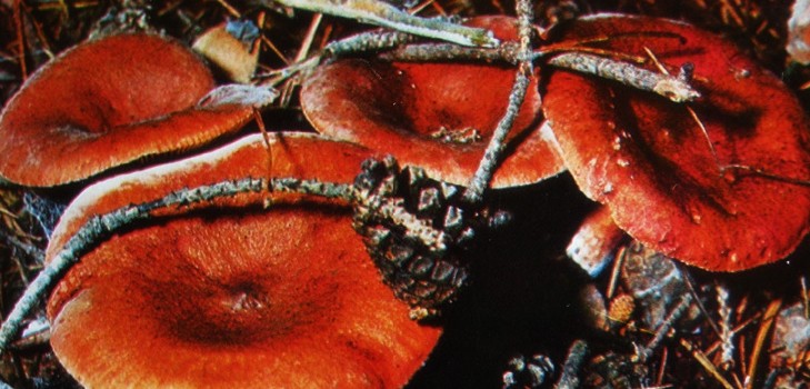 Cómo sal a russules para el invierno