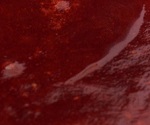 Mermelada de ruibarbo - receta fotográfica