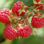 Cómo preparar jugo de frambuesa para el invierno