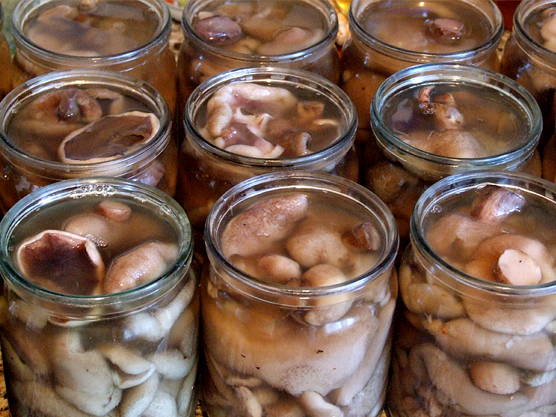 Preservación de peces rojos en latas para el invierno