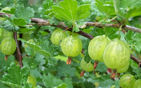Cómo cerrar la palanquilla de grosellas espinosas para el invierno