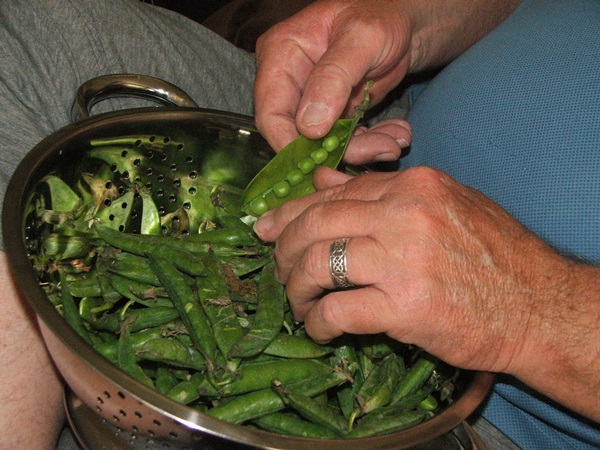 Guisantes verdes, enlatados para el invierno en casa