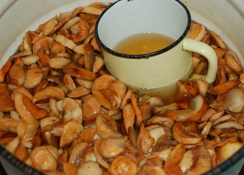 Recetas deliciosas y simples de kvas en savia de abedul Recetas deliciosas y simples de kvas en savia de abedul
