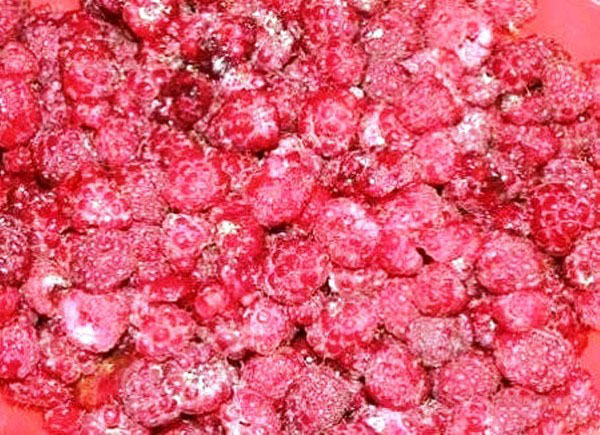 Frambuesas con azúcar para el invierno sin cocinar, Pyatiminutka, en el congelador. Receta de frambuesas frescas, ralladas con azúcar