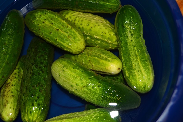 Pepino salado crujiente en una sartén