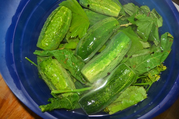 Pepino salado crujiente en una sartén