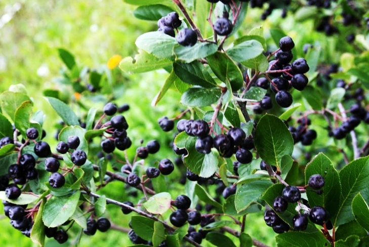 Tintura de blackberry en vodka en casa: una receta