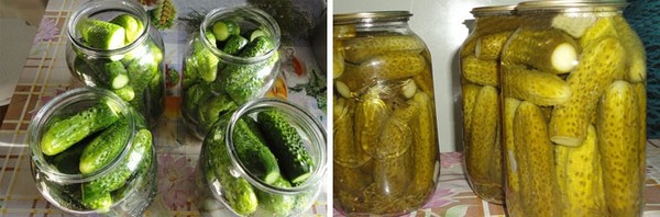 Pepinos fríos bajo tapa nylon y metal. Recogiendo pepinos de manera fría para el invierno: con mostaza, vodka, vinagre libre