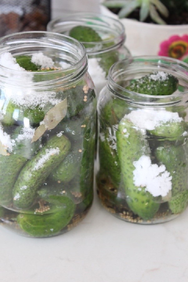 Pepinos con mostaza para el invierno en latas, recetas con foto